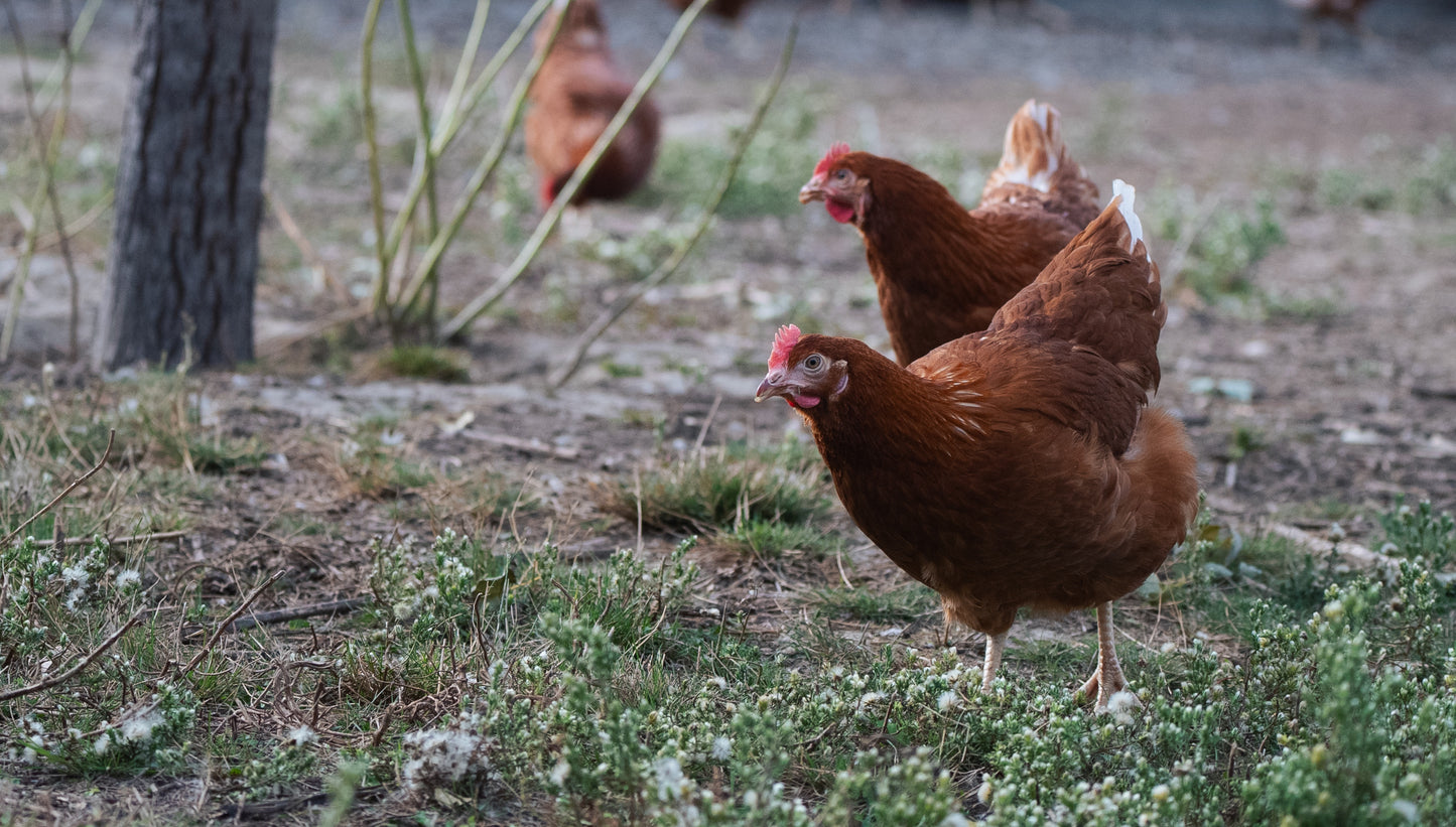 Bi-Weekly Egg Subscription