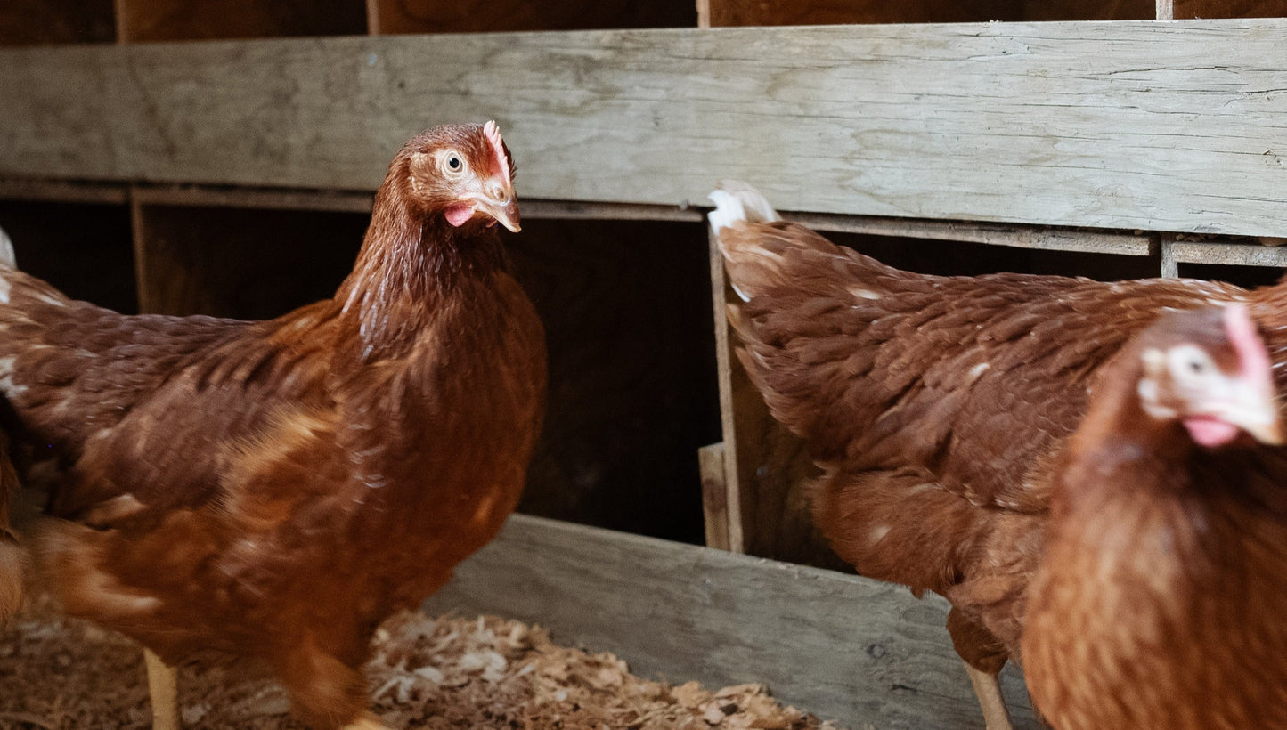 Bi-Weekly Egg Subscription