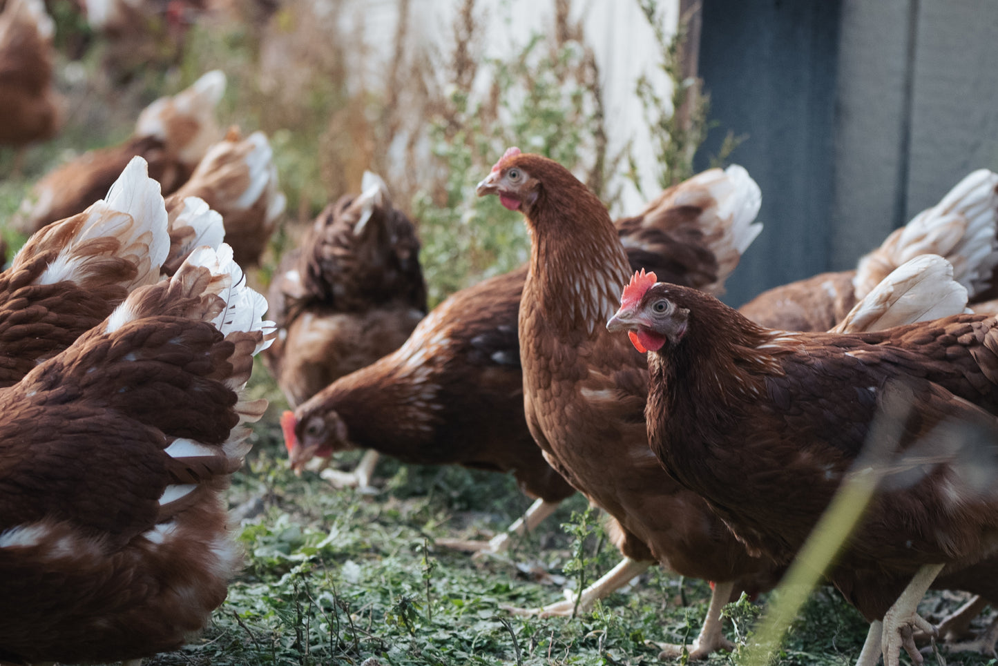 Bi-Weekly Egg Subscription